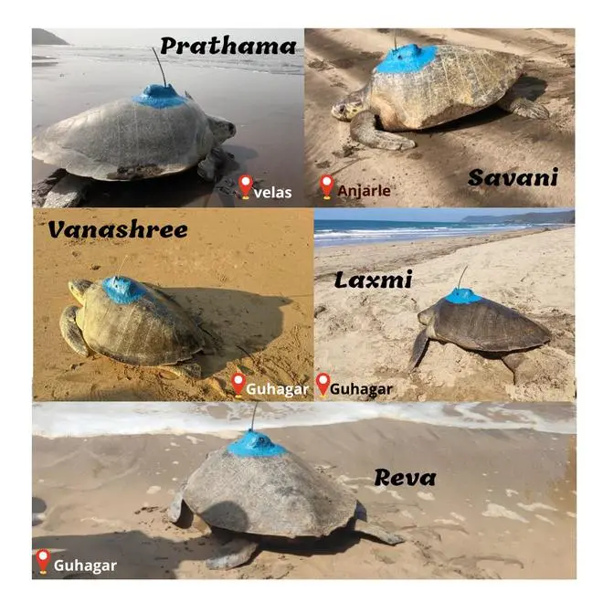 Tagged turtles. Tagged turtles.