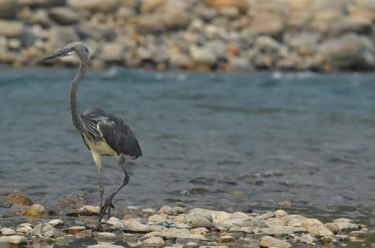 The rare White-bellied Heron.