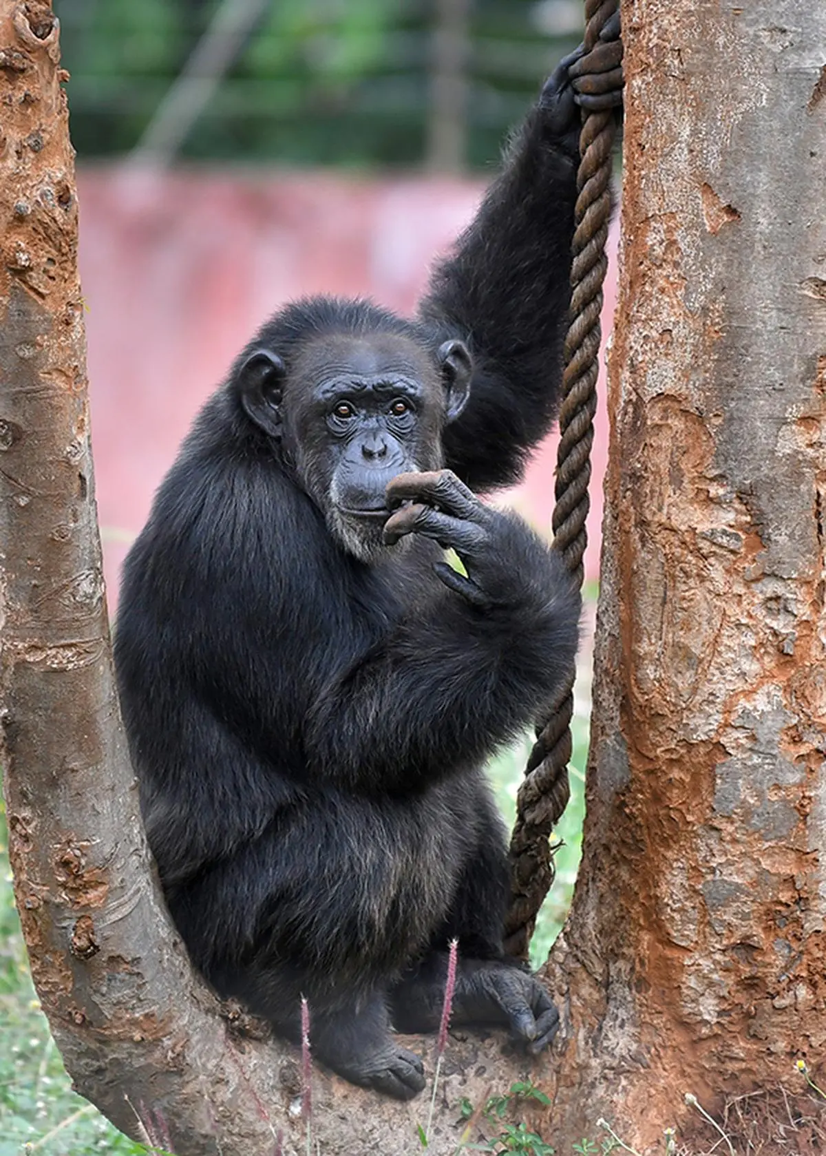 Humans have higher rates of cancer than non-human primates. Here, a chimpanzee at the Indira Gandhi Zoological Park in Visakhapatnam, in 2022. Humans have higher rates of cancer than non-human primates. Here, a chimpanzee at the Indira Gandhi Zoological Park in Visakhapatnam, in 2022.