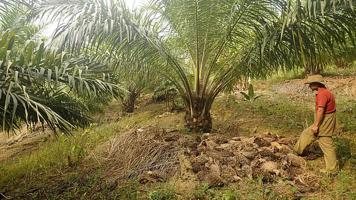 The push for oil palm plantations raises concerns in India’s north-eastern region