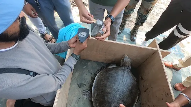 Industrial grade adhesive is being applied to the transmitter before it is fixed to the turtle’s carapace. Industrial grade adhesive is being applied to the transmitter before it is fixed to the turtle’s carapace.