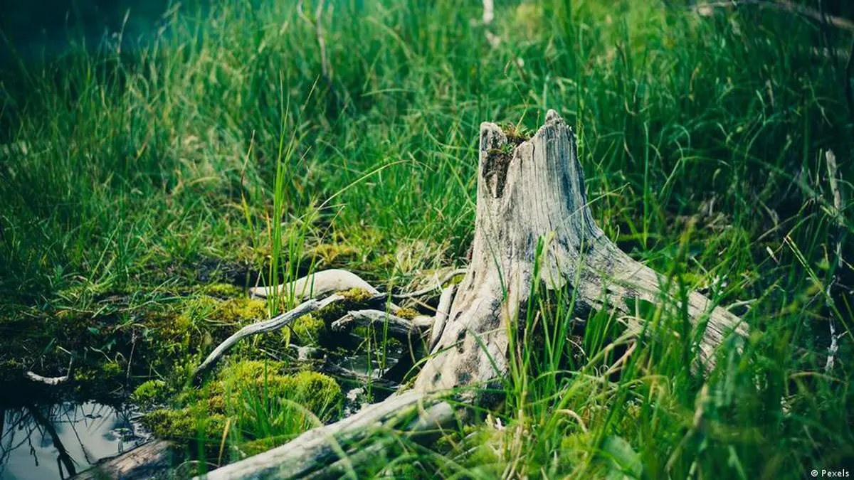 Explained How nature helps fight climate change Frontline