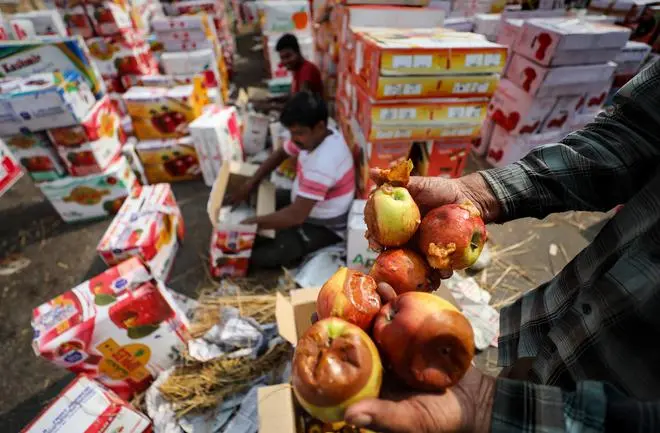 Workers sort rotten apples, unloaded from a truck, at a wholesale fruit market in Jammu on September 28. Workers sort rotten apples, unloaded from a truck, at a wholesale fruit market in Jammu on September 28.