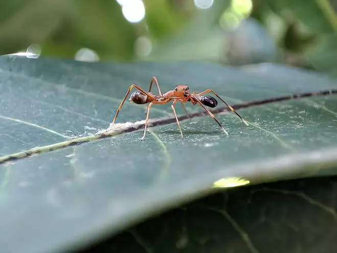 Bicolour ant mimicking jumping spider