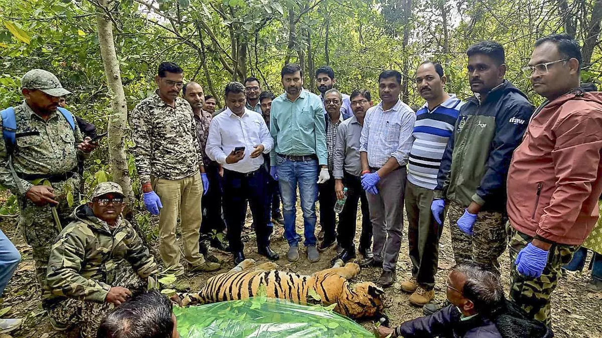 Maharashtra Tiger Deaths: 8 Deaths in January 2025 Include Suspected Poaching Cases