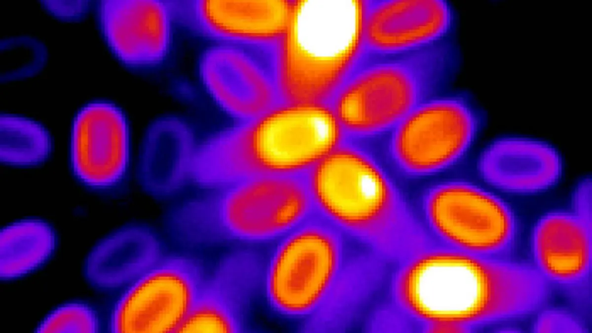 How dormant bacteria spring back to life Frontline