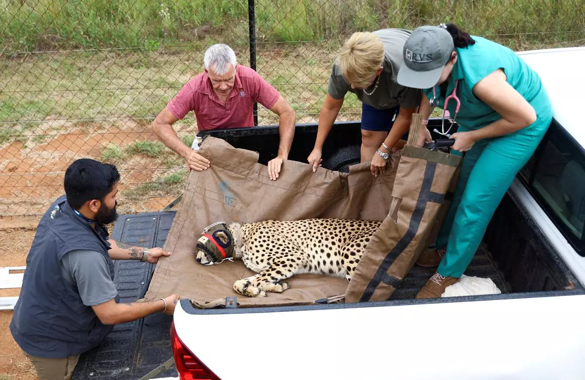 A sedated cheetah being transported from South Africa to India under an agreement between the two governments.