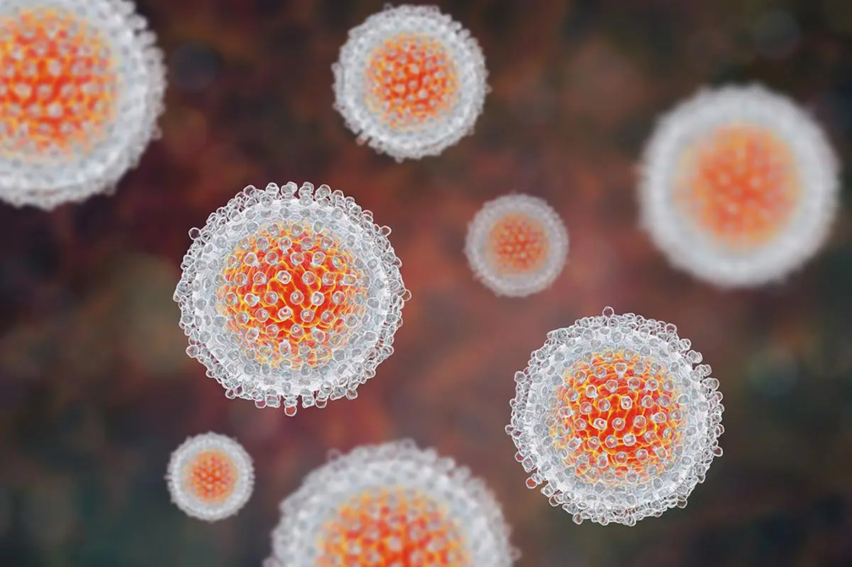 An illustration of a hepatitis C virus model.
