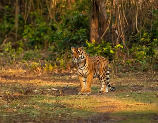 A tiger sighted in Corbett National Park, Uttarakhand, on November 3, 2022. Established in 1936, this national park is India’s oldest and was renamed after the legendary hunter-turned-naturalist and conservationist in 1956. A tiger sighted in Corbett National Park, Uttarakhand, on November 3, 2022. Established in 1936, this national park is India’s oldest and was renamed after the legendary hunter-turned-naturalist and conservationist in 1956.