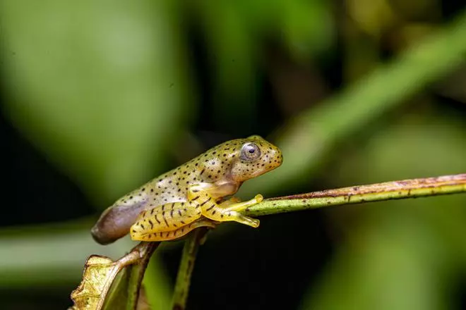 Malabarská klouzavá žába, pre-dospělá fáze.