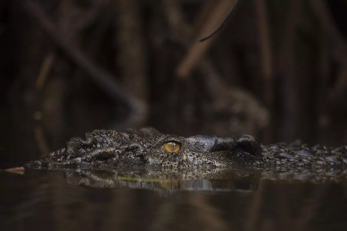 The 24-year-old crocodile’s eyes have a striking detail. Crocodile’s eyes have evolved over 200 million years, making them one of the most advanced visual systems on the planet. 