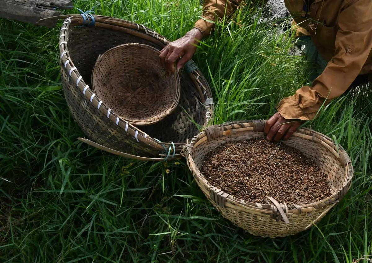 A farm worker prepares for sowing Pokkali seeds, a variety of saline water-resistant rice, at Kadamakudy near Kochi, at the onset of monsoon in 2021.