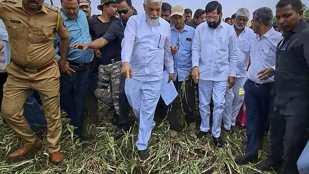 Unseasonal rain, hailstorms destroy 42,000 hectares of crops in Maharashtra