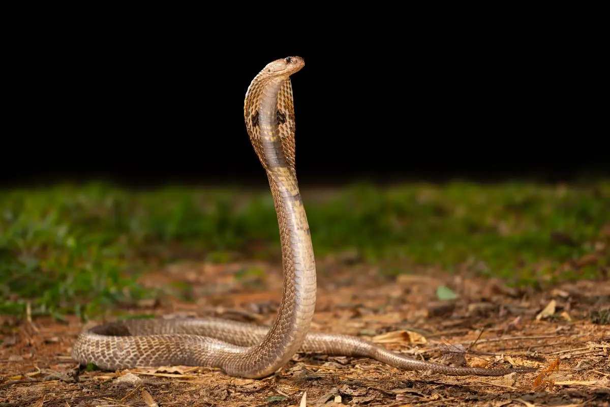 A spectacled cobra. 