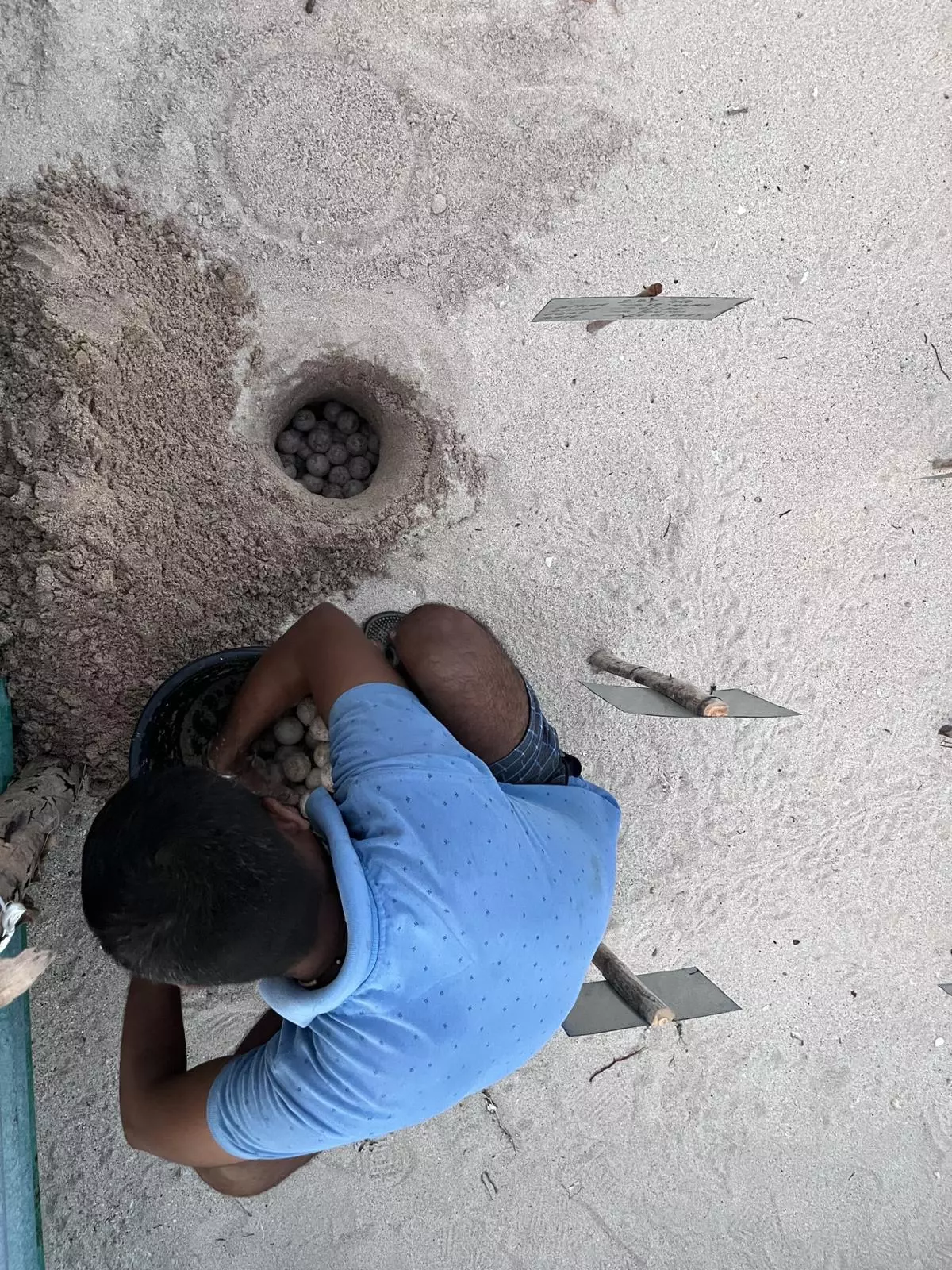 A forest guard collects Olive Ridley eggs inside a forest department hatchery. Great Nicobar is a prime nesting site for Leatherback, Olive Ridley and Green turtles. Of these, leatherbacks, highly endangered, nest mainly at Galathea Bay.