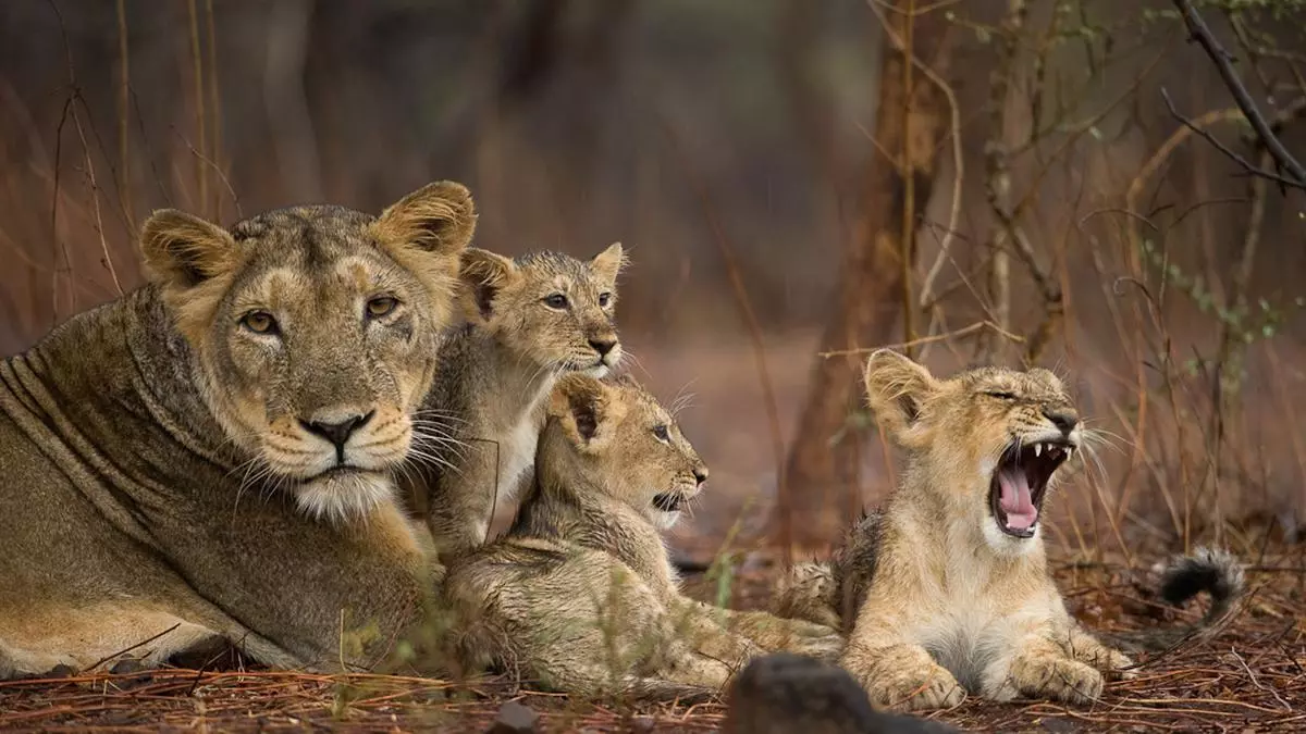 Why the Asiatic Lion needs a second home