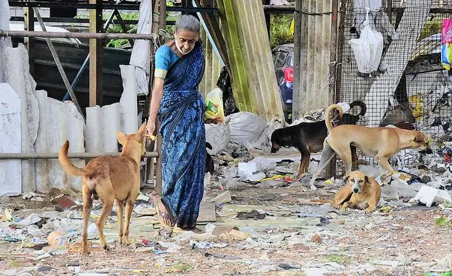 A woman feeding stray dogs in Kozhikode city on Monday despite the Kozhikode Corporation’s repeated requests to restrict the activity to the three designated feeding points. A woman feeding stray dogs in Kozhikode city on Monday despite the Kozhikode Corporation’s repeated requests to restrict the activity to the three designated feeding points.