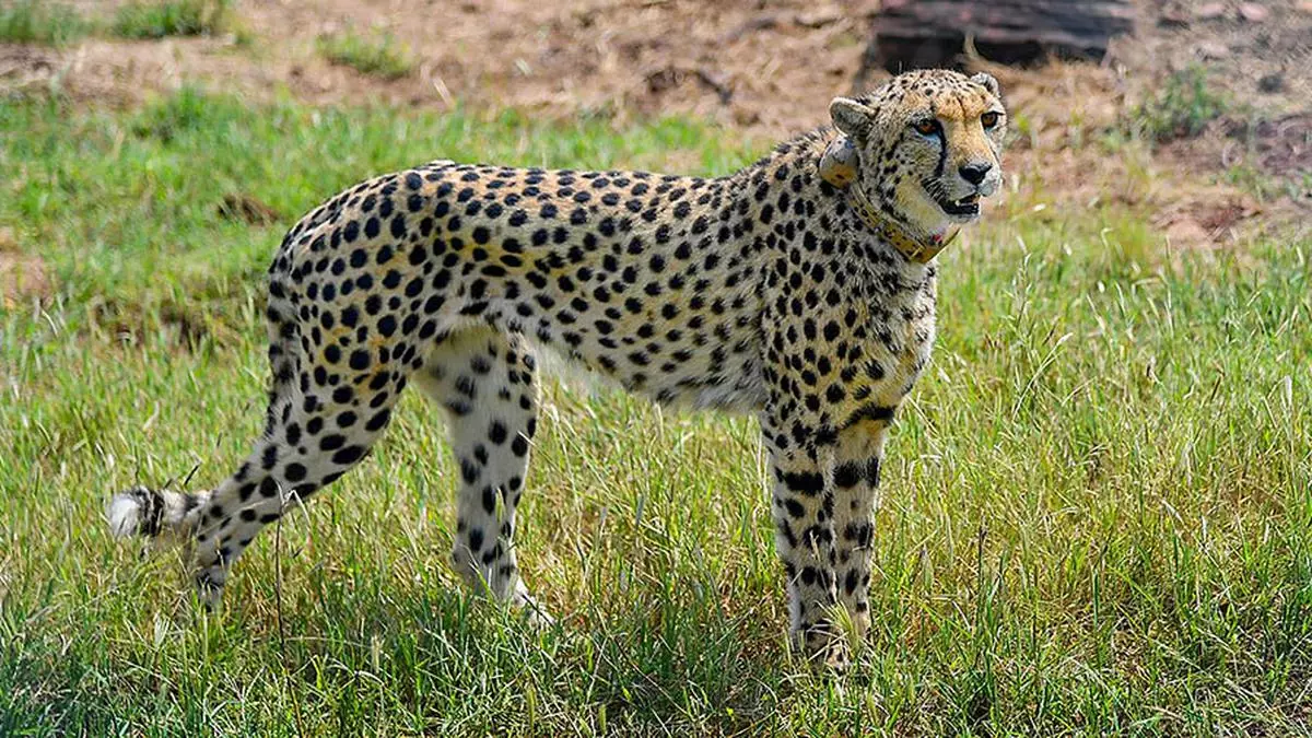 India’s cheetah project: A costly diversion from more pressing priorities