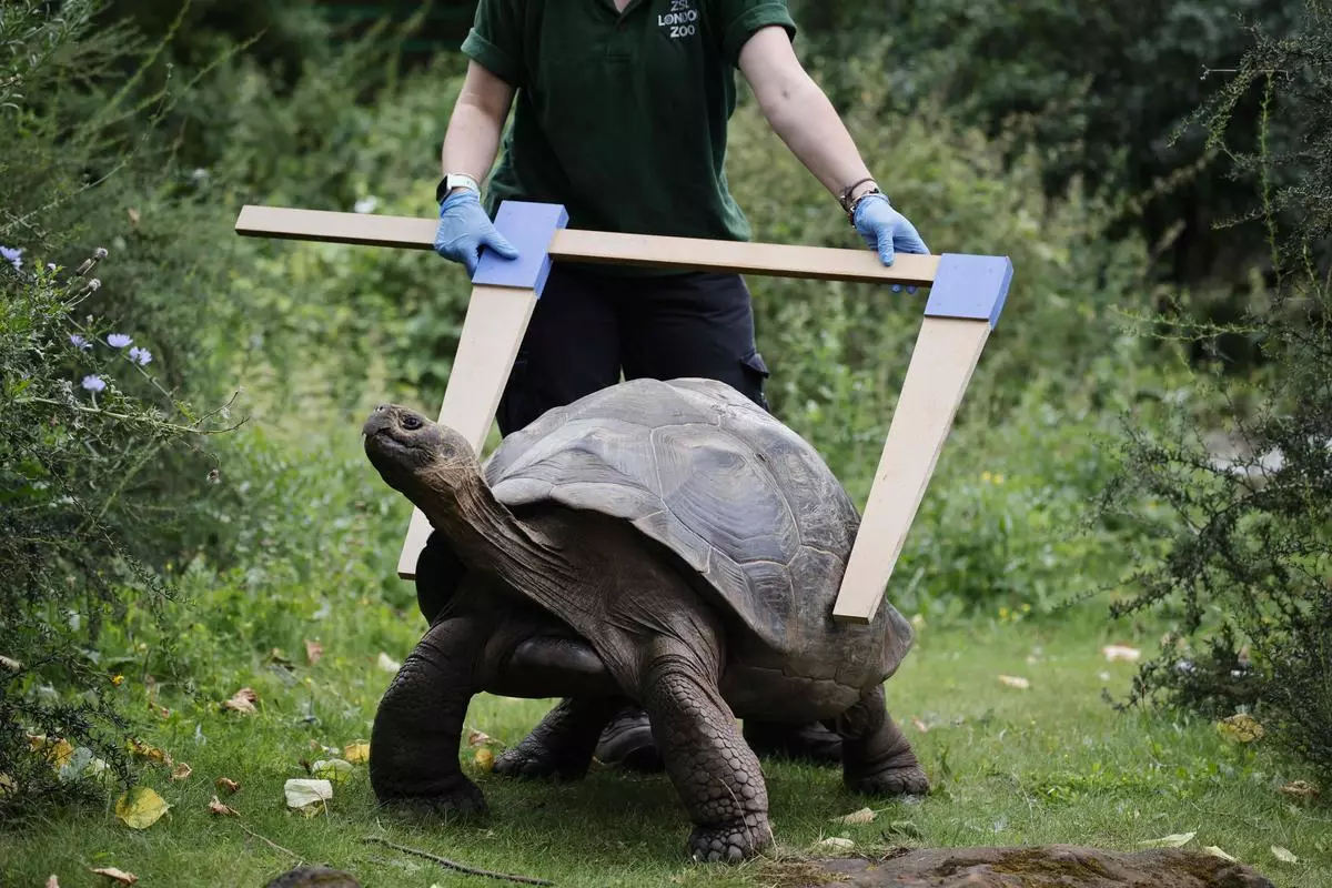 A Galapagos tortoise is measured during the annual weigh-in photocall at London Zoo on August 26, 2021. This species “holds the record for life span of terrestrial vertebrate animal and can amble along for two centuries”, says Ramakrishnan.