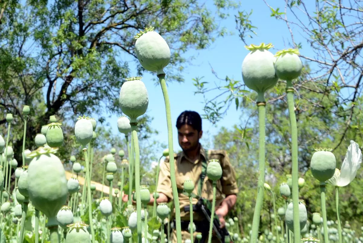 Why is drug abuse in Kashmir skyrocketing among the youth? - Frontline