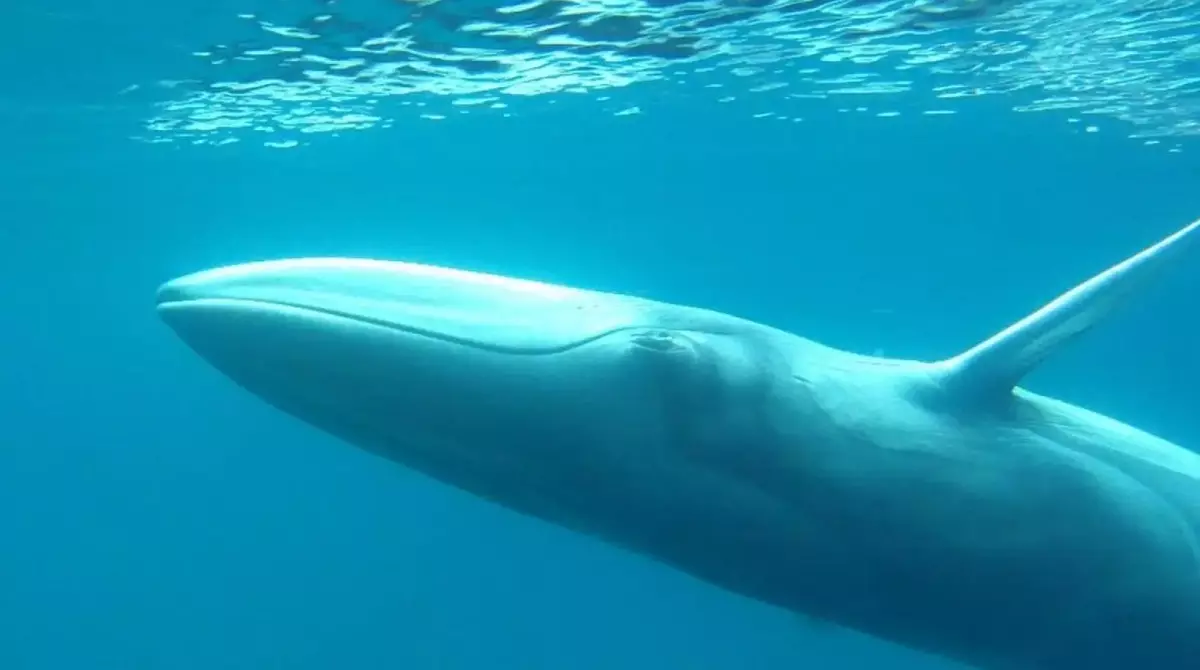 The environmental impact assessment report for the Great Nicobar port project does not even acknowledge the Omura’s whale (and some other species) whose population has been impacted by habitat loss globally .