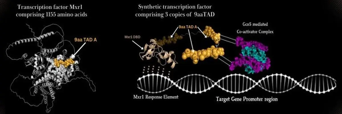 IISc’s discovery will pave the way for next-generation approaches in synthetic biology and genetic engineering, proving that small molecular tools can drive efficient, scalable biological systems.