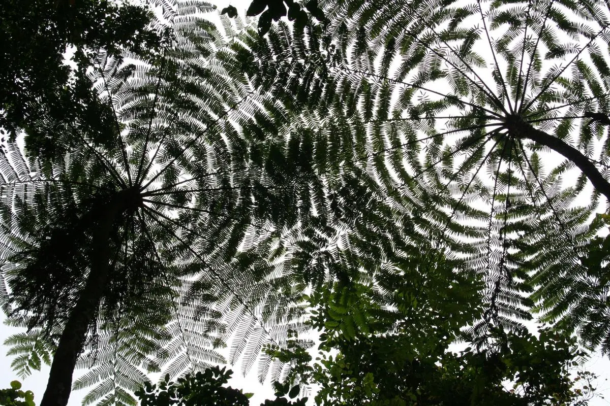 Tree ferns in the Great Nicobar Biosphere Reserve in 2006.
