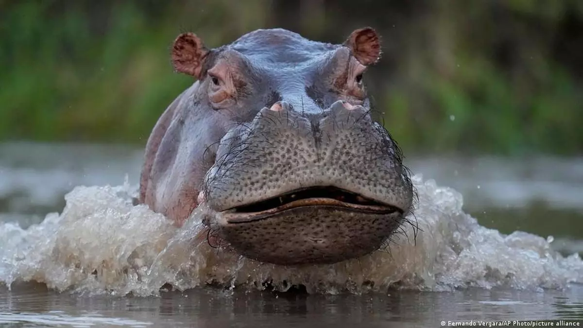 Why Pablo Escobar’s pet hippos are posing a problem in Colombia