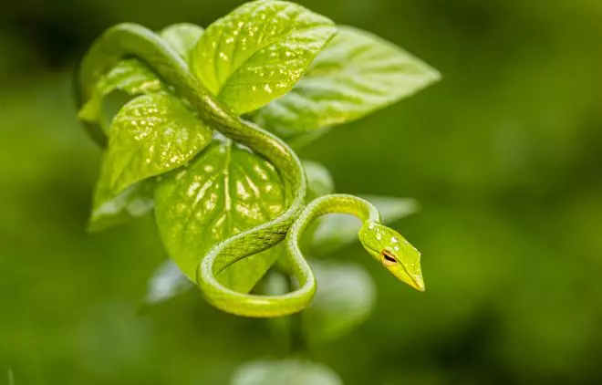 Zelený had, mírně jedovatý had.