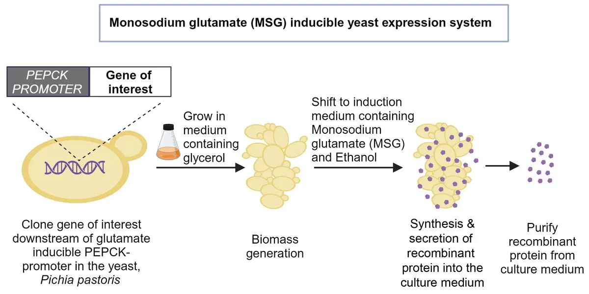 Using the yeast Pichia pastoris for safe mass production of recombinant proteins. 