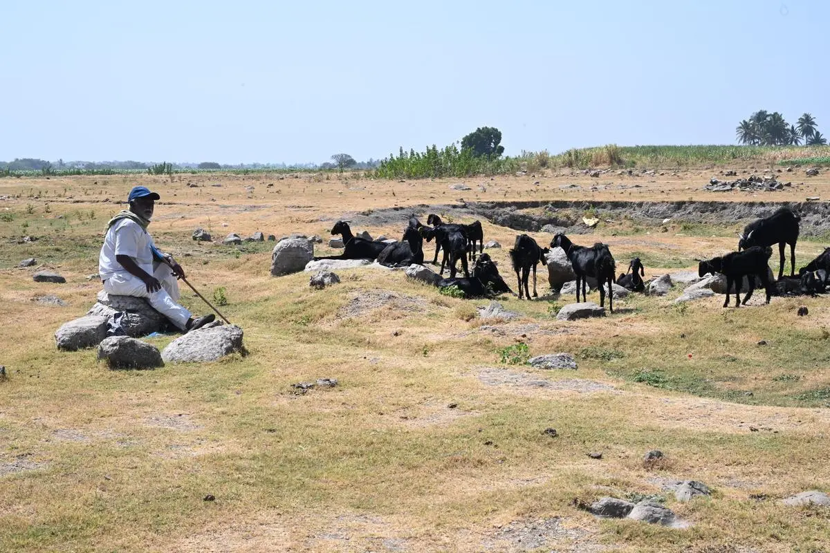 Amidst barren lands and parched fields, the exodus of youth from rural areas paints a poignant picture of agricultural distress. Villages are left with old people who depend mostly on animal husbandry for survival. 