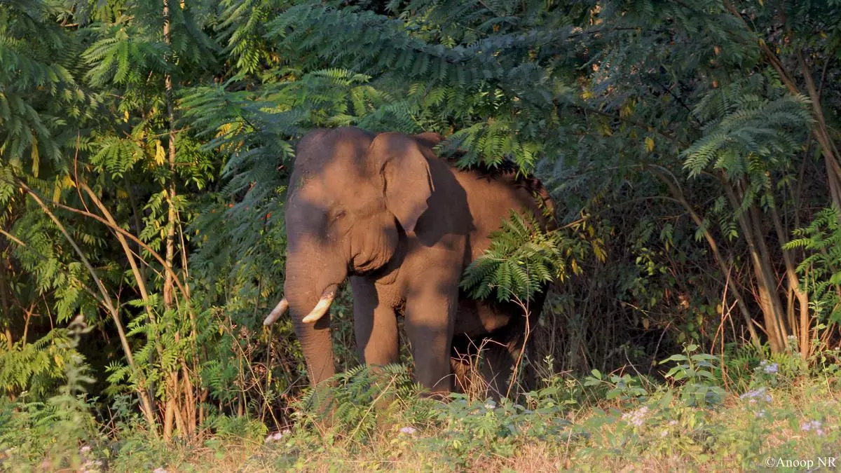 Impact of alien plants on Western Ghats causes concern