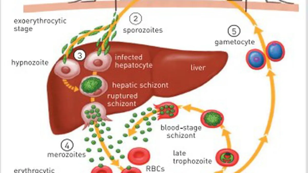 SCIENCE NOTEBOOK | Finally! A safe and effective vaccine against malaria