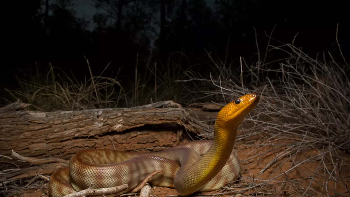 SCIENCE NOTEBOOK | Snakes can hear better than we thought