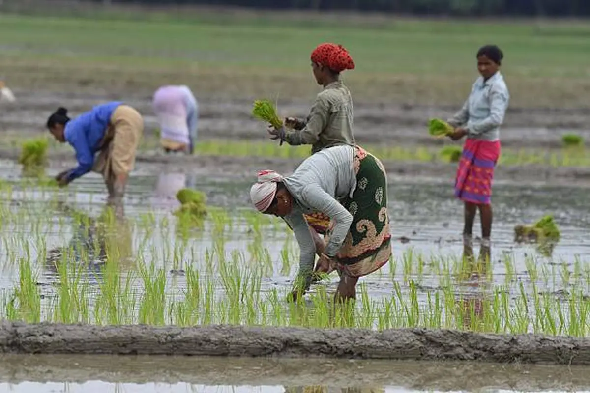 Women plant rice saplings in a field in Mayong village, Morigaon District of Assam on July 10, 2025. Recruitment delays, irregular rural incomes, and limited industrial employment have increased pressure on agricultural households already dependent on seasonal and informal work.