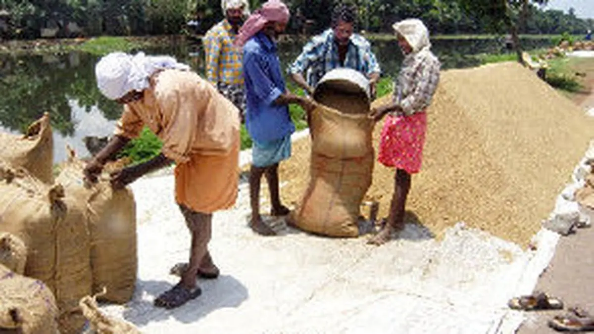 In the rice bowl - Frontline
