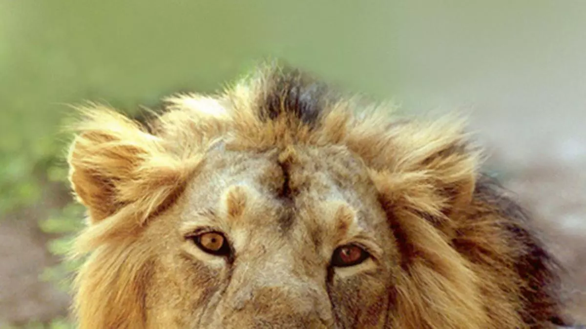 Gujarat: Lions freed of radio collars