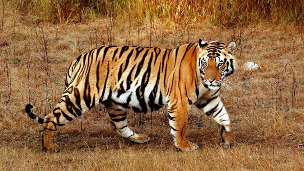 Lifeline for tigers - Frontline