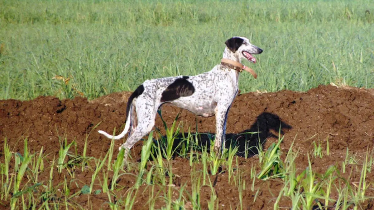 what health problems do mudhol hound have