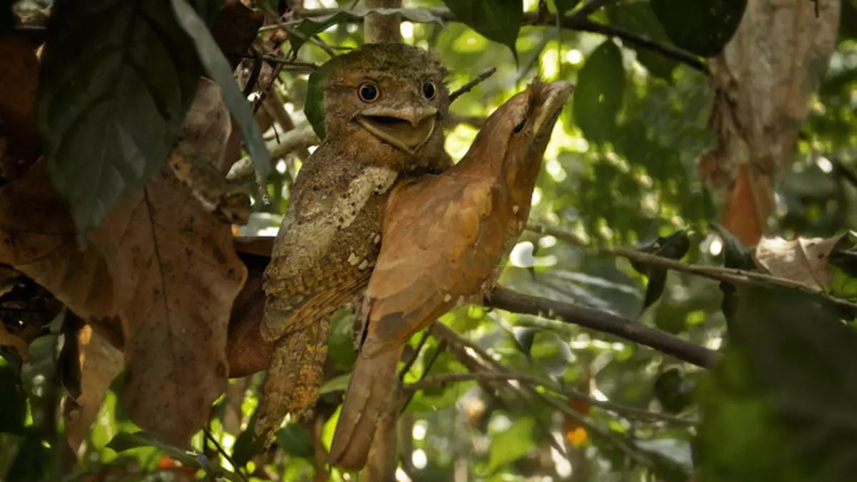 In quest of the frogmouth - Frontline