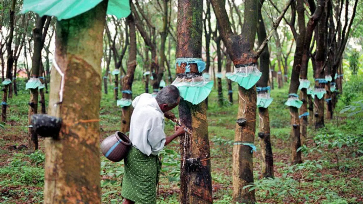 1 kg rubber price deals in kerala today