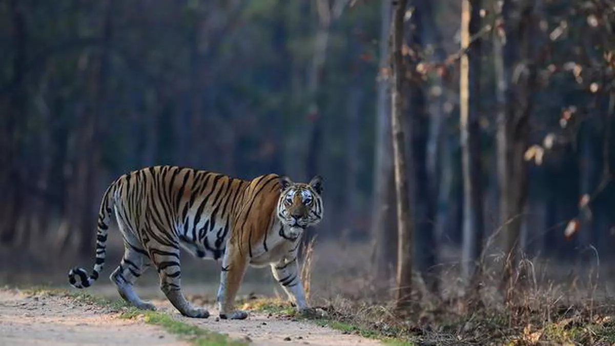 Tiger habitat - Frontline