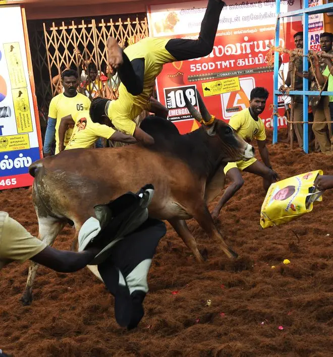 Bull tamers participating in the Alanganallur jallikattu event near Madurai on January 17. Bull tamers participating in the Alanganallur jallikattu event near Madurai on January 17.
