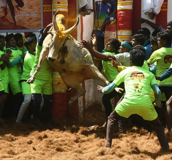 At the Alanganallur Jallikattu on January 17. At the Alanganallur Jallikattu on January 17.
