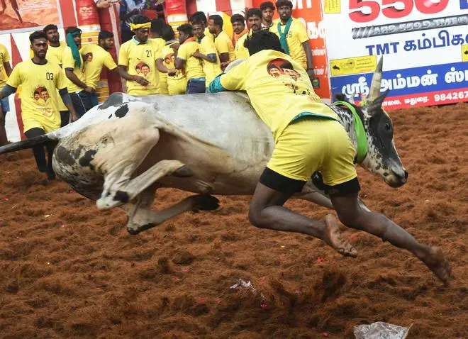 Bull taming in action during the Alanganallur jallikattu on January 17. Bull taming in action during the Alanganallur jallikattu on January 17.