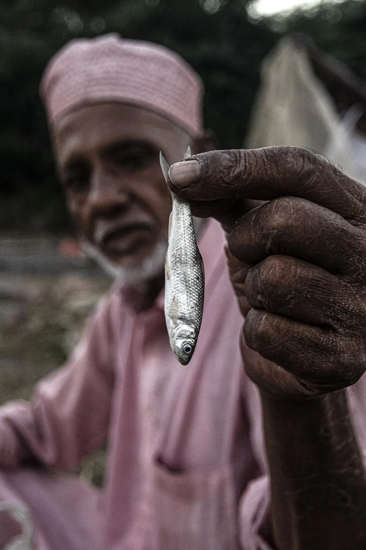 Fish diversity is a good indicator of river health. With waste clogging the river, the Delhi stretch of the Yamuna is biologically dead, as is much of the riverine ecosystem. According to local fisherfolk, fish variety has drastically come down over the years. Puthi fish (belonging to the genus puntius), which can survive adverse environment, is most commonly found in the river these days. Surprisingly, while fishing activities in the Yamuna are threatened by pollution and mining, many farmers are taking up fish farming by filling up ponds with groundwater. Fish diversity is a good indicator of river health. With waste clogging the river, the Delhi stretch of the Yamuna is biologically dead, as is much of the riverine ecosystem. According to local fisherfolk, fish variety has drastically come down over the years. Puthi fish (belonging to the genus puntius), which can survive adverse environment, is most commonly found in the river these days. Surprisingly, while fishing activities in the Yamuna are threatened by pollution and mining, many farmers are taking up fish farming by filling up ponds with groundwater.