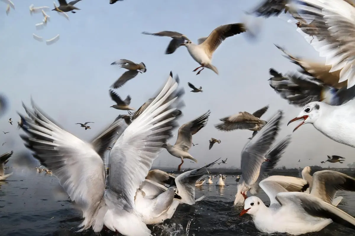 The Yamuna choked with industrial waste and sewage is yet visited by Siberian birds each winter. Their numbers have come down but they can still be seen in the cold months. The Yamuna choked with industrial waste and sewage is yet visited by Siberian birds each winter. Their numbers have come down but they can still be seen in the cold months.