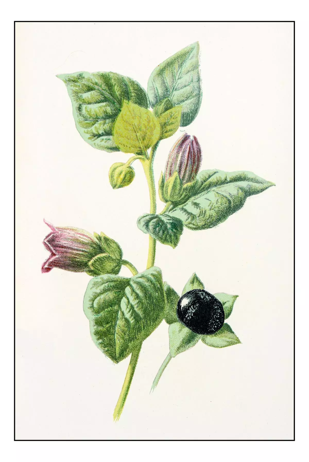 Botanical illustration of Atropa Belladonna (deadly nightshade).