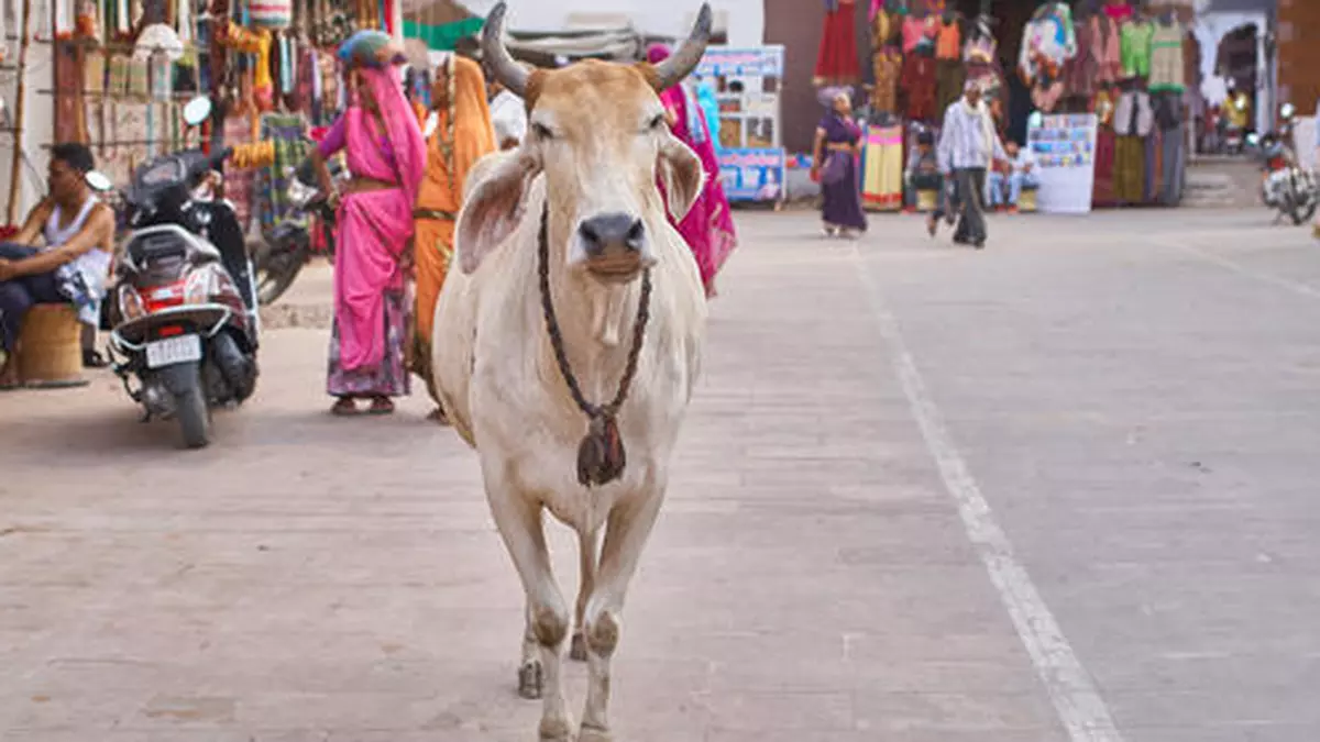 Livestock and poultry: Rising stock - Frontline