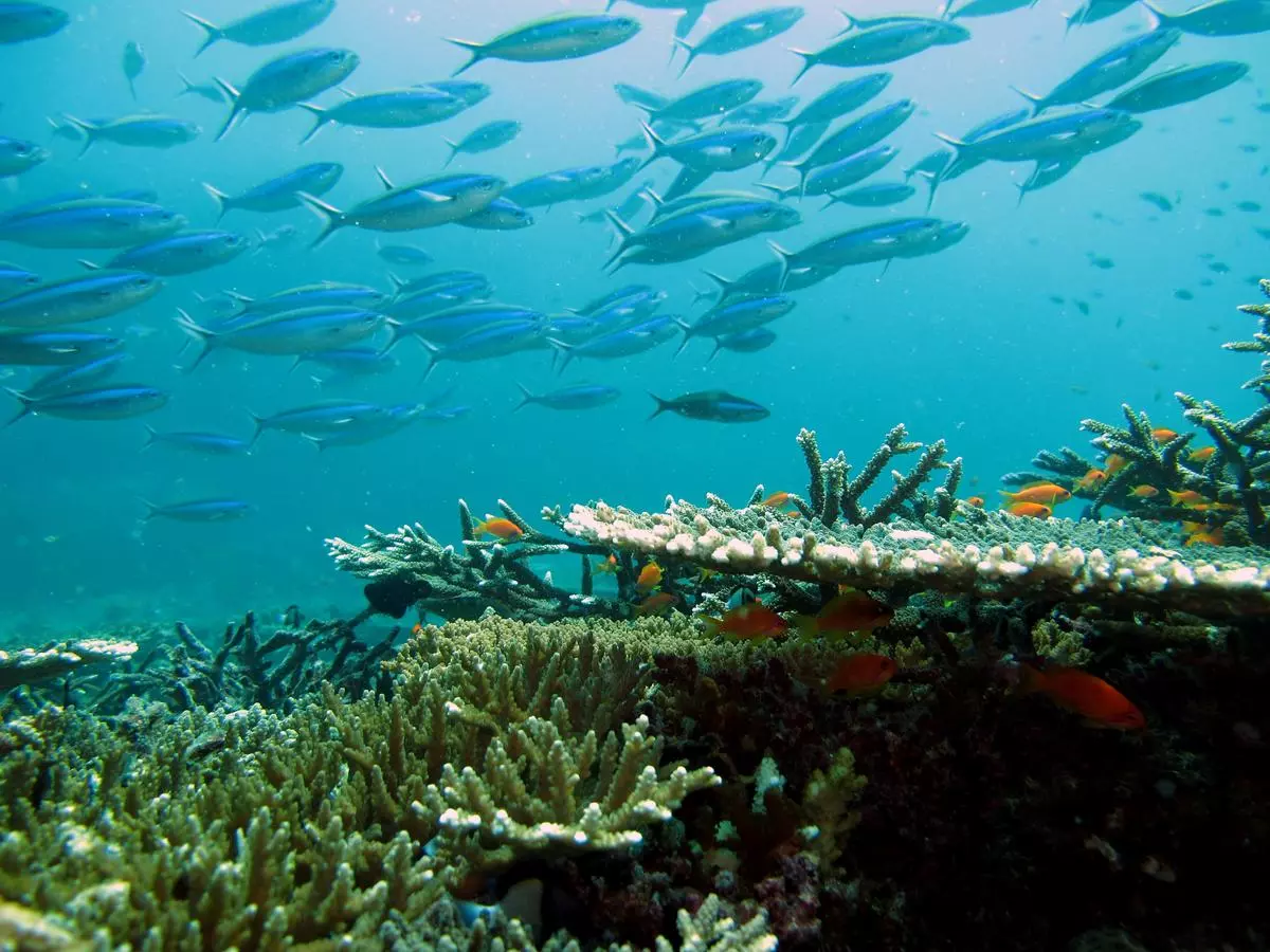 Coral reefs in the Nicobar waters.                        